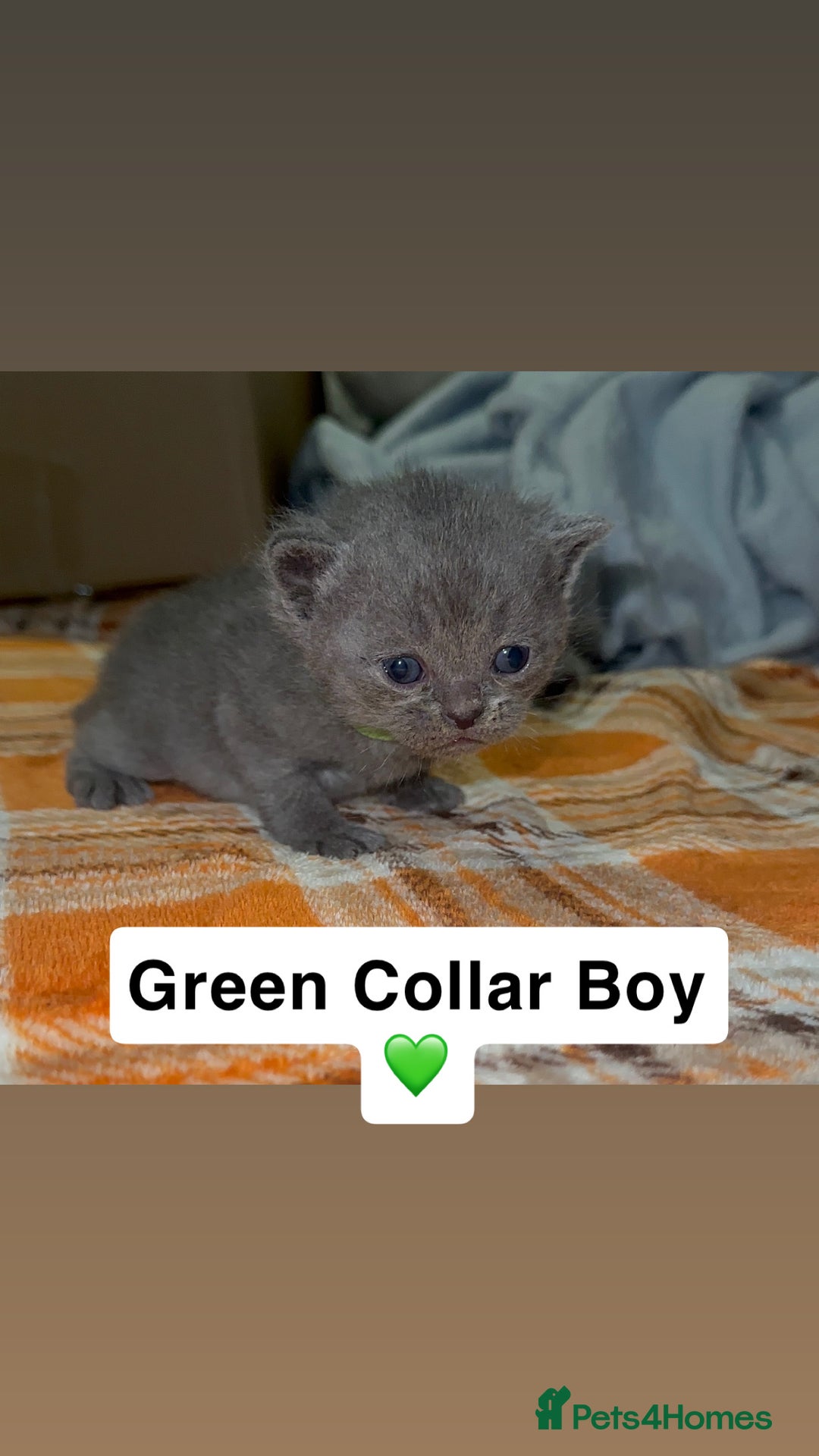 British Shorthair cats for sale: Stunning British Short Hair Kittens - Image 3