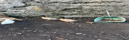 Ducks poultry for sale: Two call duck cross mallard drakes - Advert 5