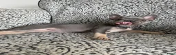 French Bulldog dogs for sale: Female French bulldog in Middlesbrough - Advert 3