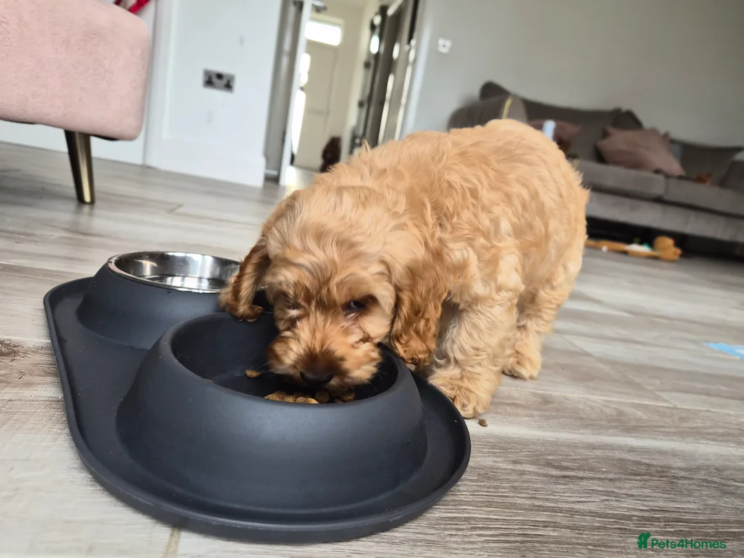 Cockapoo dogs for sale: SALE ON HOLD / RETHINKING Cockapoo puppy ,  - Advert 5