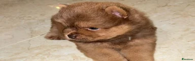 Chow Chow 3