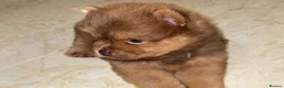 Chow Chow dogs for sale: Adorable Chow Chow Puppies  in Harrow - Advert 2
