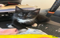 Mixed Breed cats for sale: 🚨TWO BOYS URGENTLY NEEDING HOMES🚨 - Image 4