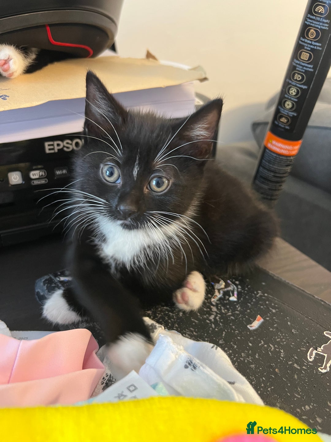 Mixed Breed cats for sale: 🚨TWO BOYS URGENTLY NEEDING HOMES🚨 - Image 4