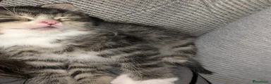 British Shorthair 1