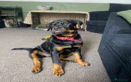 Rottweiler dogs for stud: Proven KC Rottweiler At Stud  in Bacup - Image 16