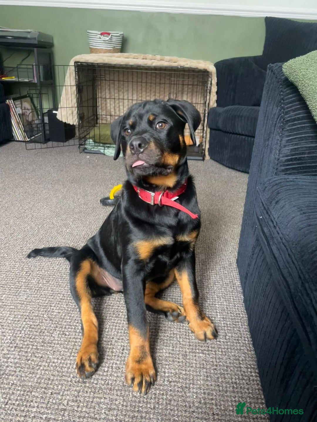 Rottweiler dogs for stud: Proven KC Rottweiler At Stud  in Bacup - Image 16