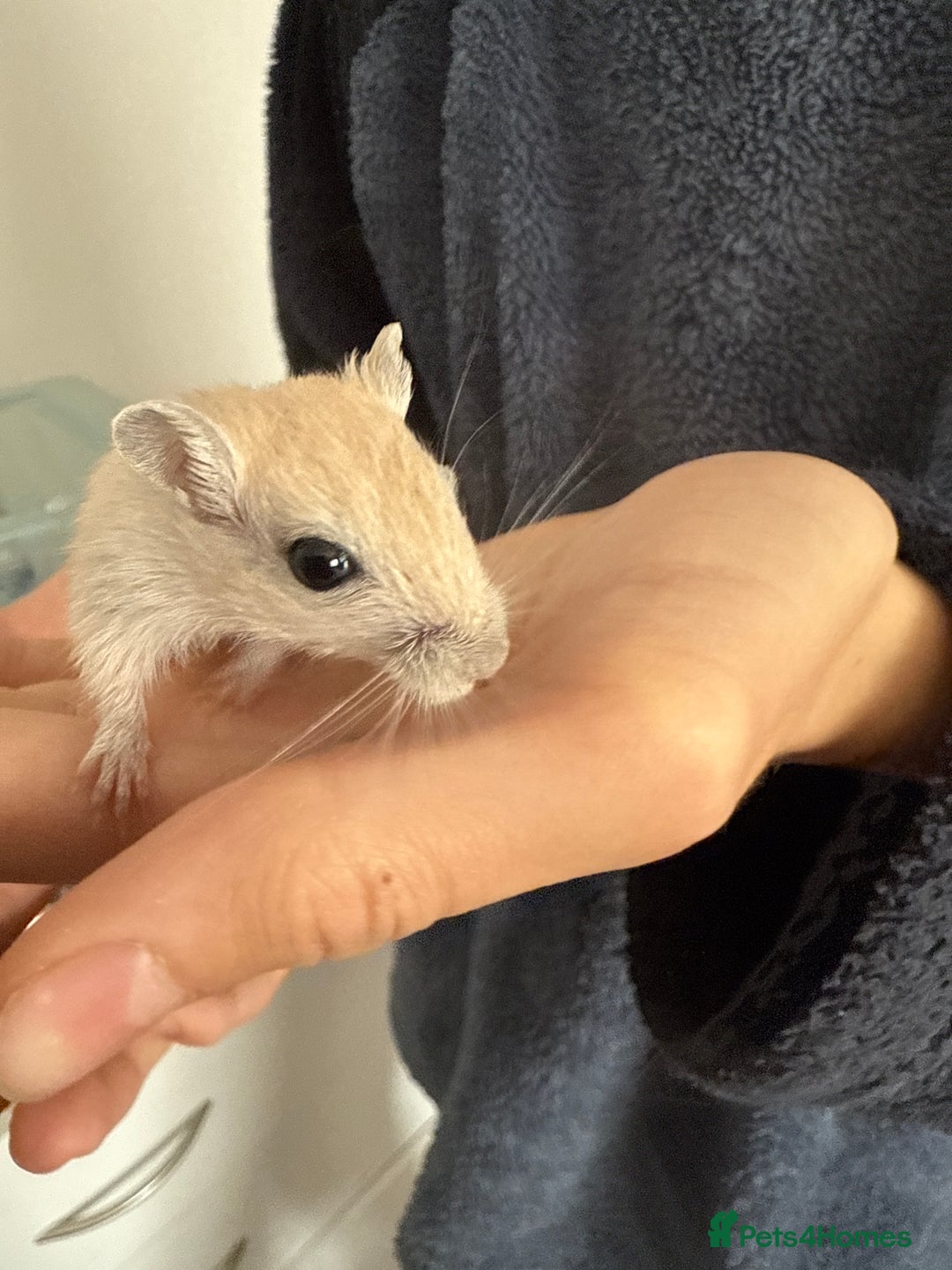 Gerbil rodents for sale: selling in Tipton - Image 1