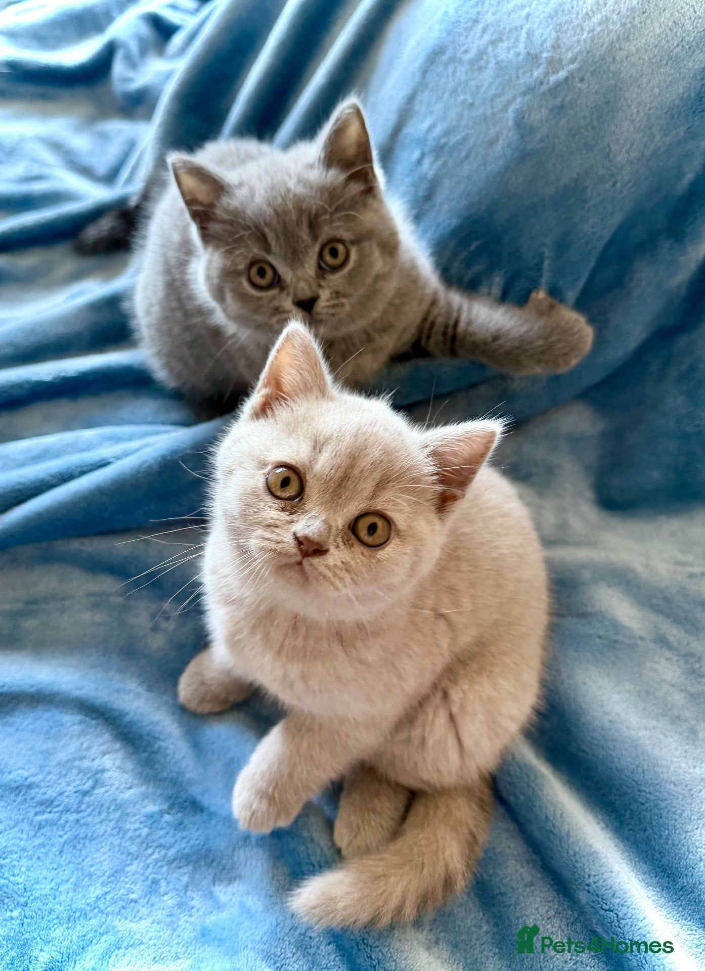British Shorthair cats Beautiful BSH&BLH kittens Lilac&Blue - Advert 7