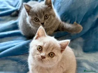 British Shorthair cats Beautiful BSH&BLH kittens Lilac&Blue - Advert 7