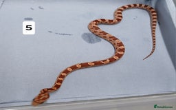 Corn Snake reptiles for sale: Corn Snake Morph Hatchling's  - Image 10