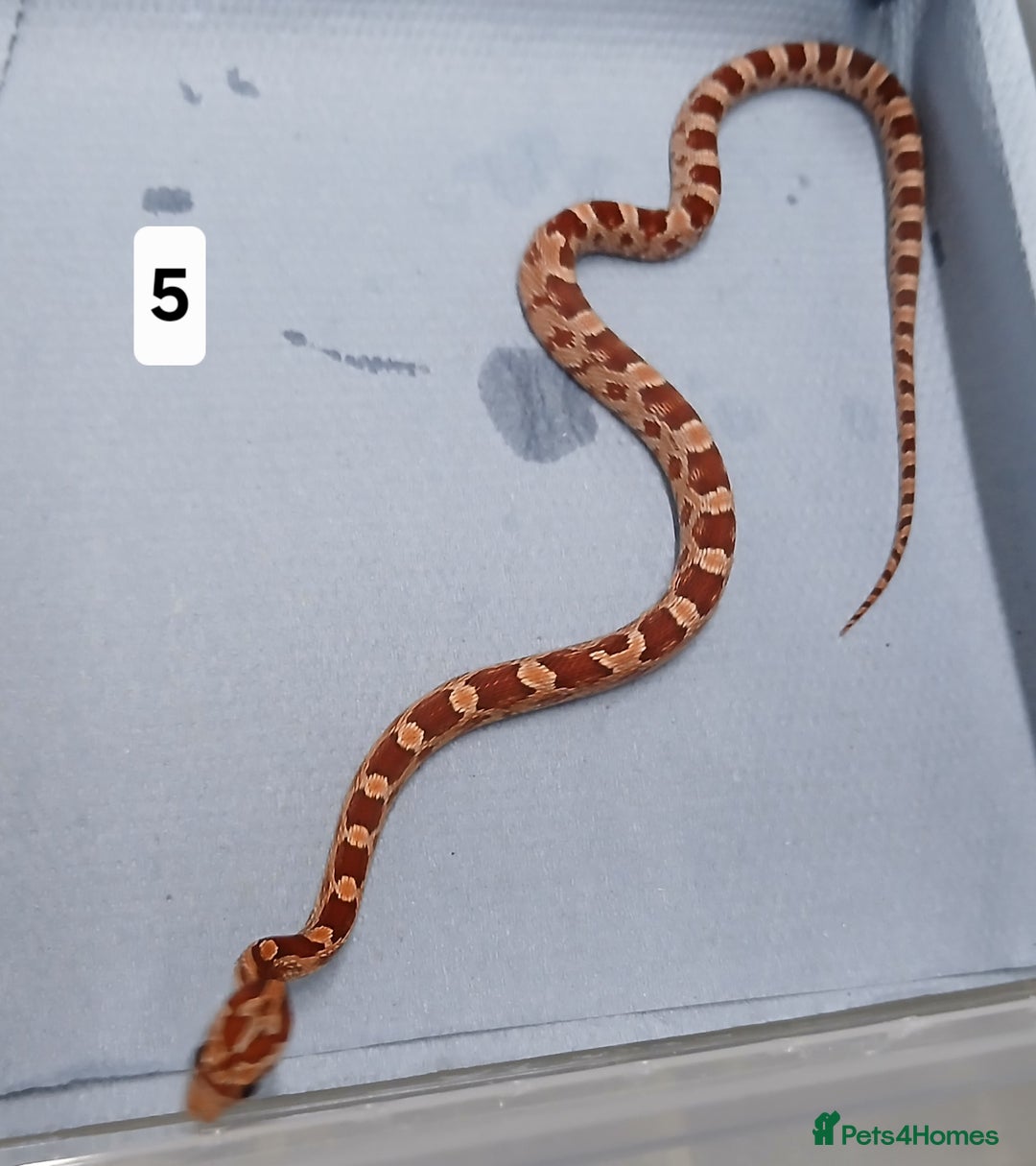 Corn Snake reptiles for sale: Corn Snake Morph Hatchling's  - Image 10