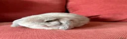 Mini Lop rabbits for sale: 3 Friendly Baby Rabbits Looking for Loving Homes in Buckhurst Hill - Advert 3
