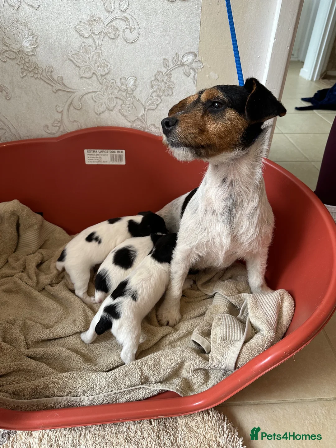 Jack Russell dogs for sale: Jack Russell Puppies For Sale  in Poole - Advert 1