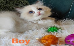 Ragdoll cats for sale: GCCF REGISTERED EUROPEAN LINE RAGDOLL KITTENS  - Image 21