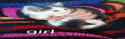 Mixed Breed cats for sale: 2 Happy and playful female kittens in Kidderminster - Advert 2
