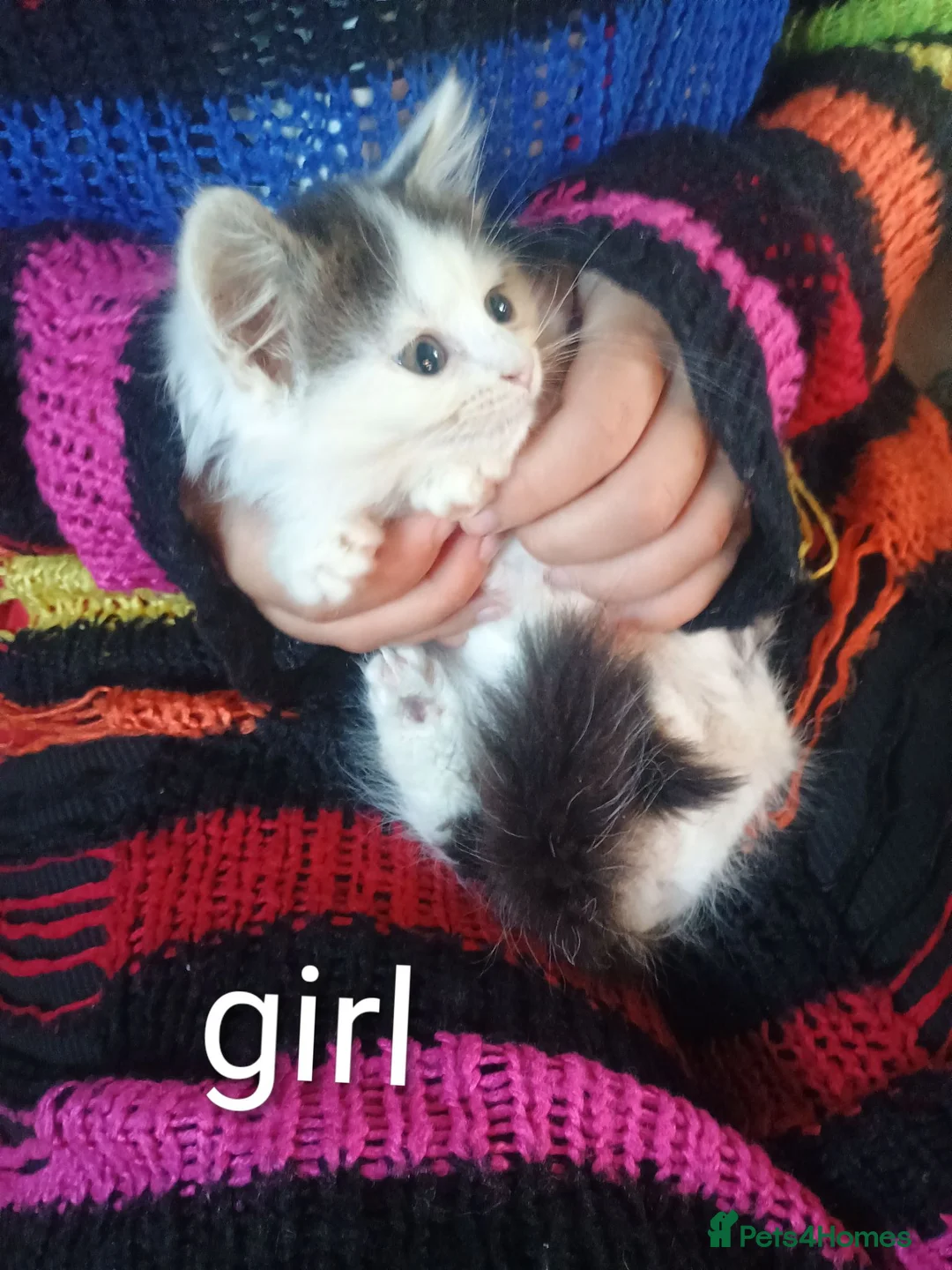 Mixed Breed cats for sale: 2 Happy and playful female kittens in Kidderminster - Advert 2