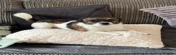 Jug dogs for sale: Almost 3 year old jug  - Advert 5