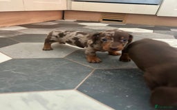 Dachshund dogs for sale: Miniature Dachshund 🐾 - Image 11