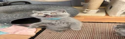 British Shorthair cats for sale: Pedigree British Shorthair kittens ready to leave  - Advert 12