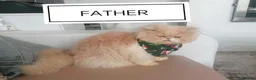 Persian cats for sale: Exotic Persian Kittens  - Advert 14