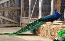 Peafowl poultry for sale: Peafowl Breeding stock for rehome - Image 1