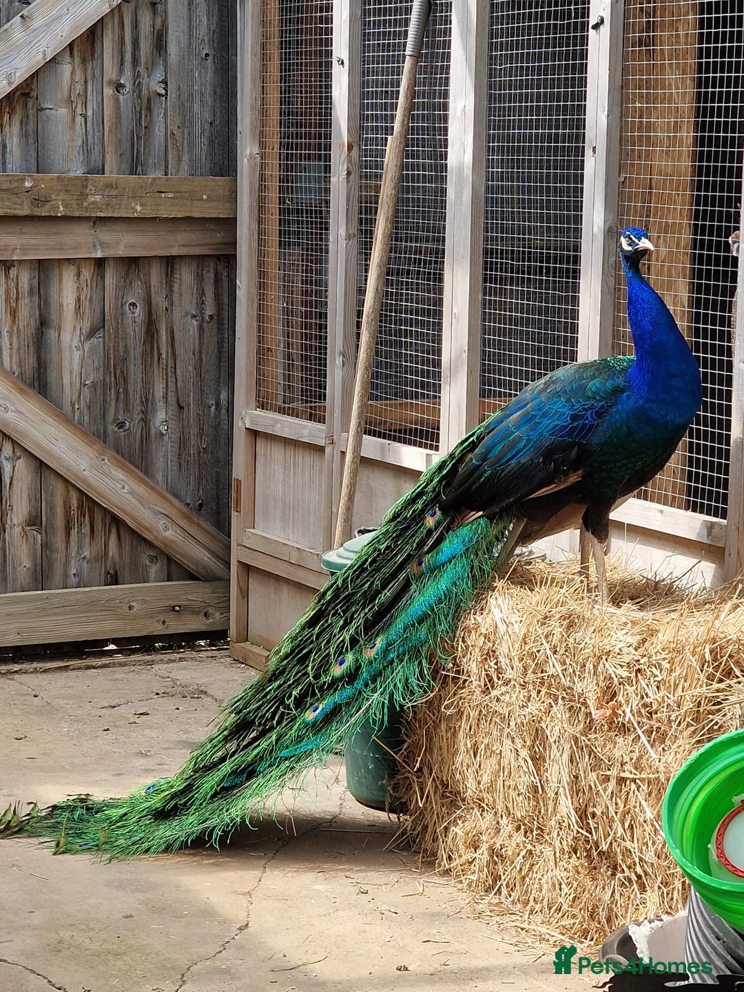 Peafowl poultry for sale: Peafowl Breeding stock for rehome - Image 1