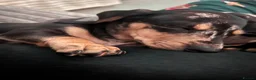 Miniature Dachshund dogs for sale: KC registered miniature dachshunds READY NOW - Advert 4