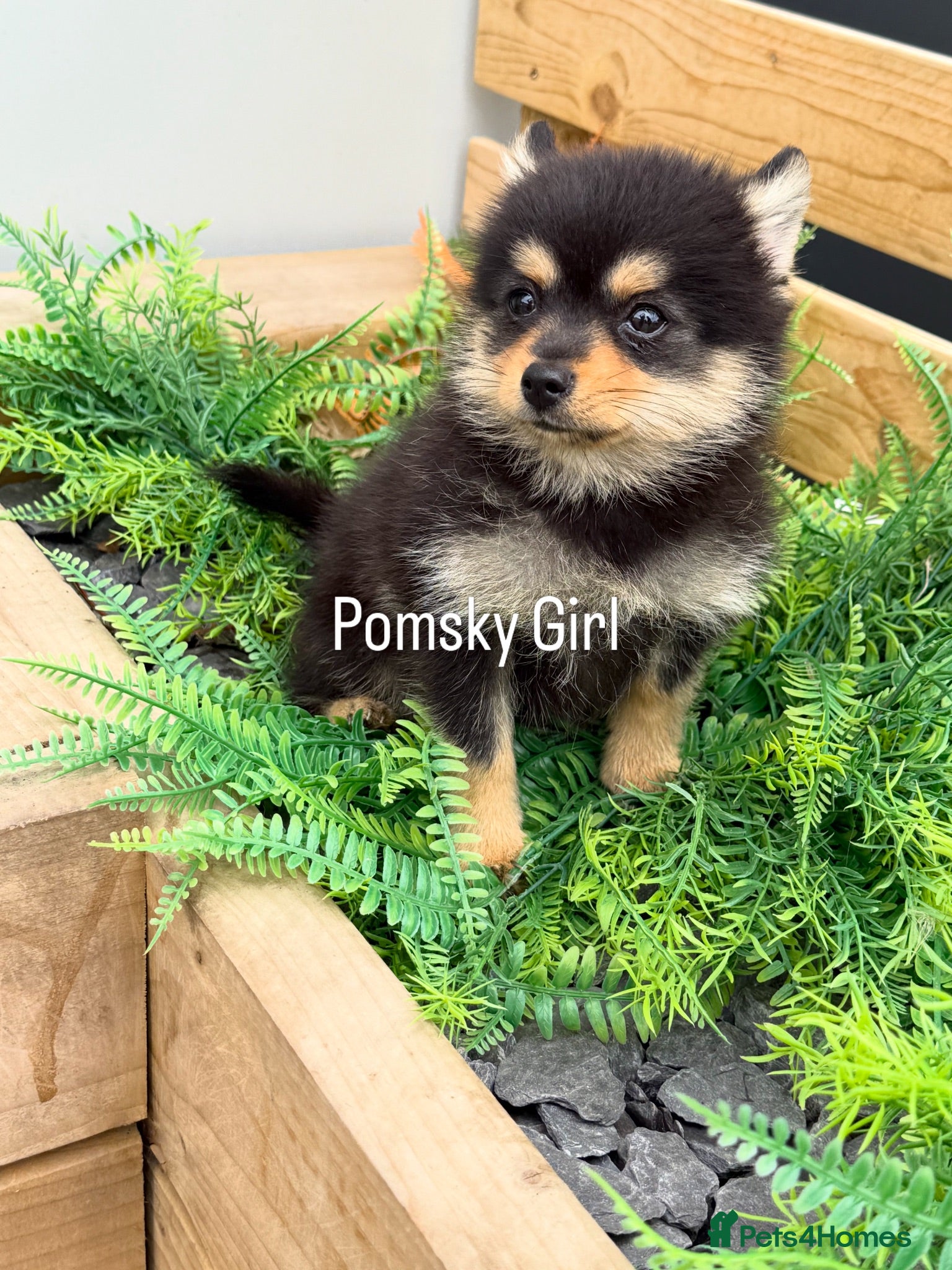 Pomsky dogs Stunning  **  Pomsky Girl - Advert 1