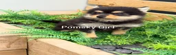 Pomsky dogs for sale: Stunning fully vaccinated Pomsky Girl - Advert 1