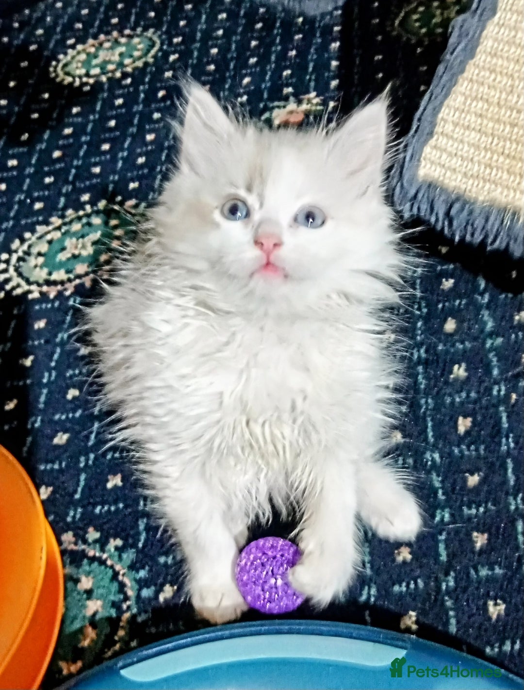 Ragdoll cats for sale: Beautiful full ragdoll kittens £695 - Advert 29