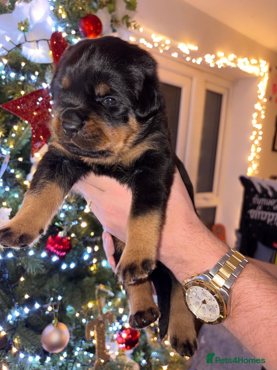 Rottweiler dogs for sale: KC Rottweiler puppies  - Advert 38