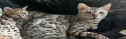 Bengal cats for sale: Retired breeding adults req. purrever pet homes 🐆 - Advert 1