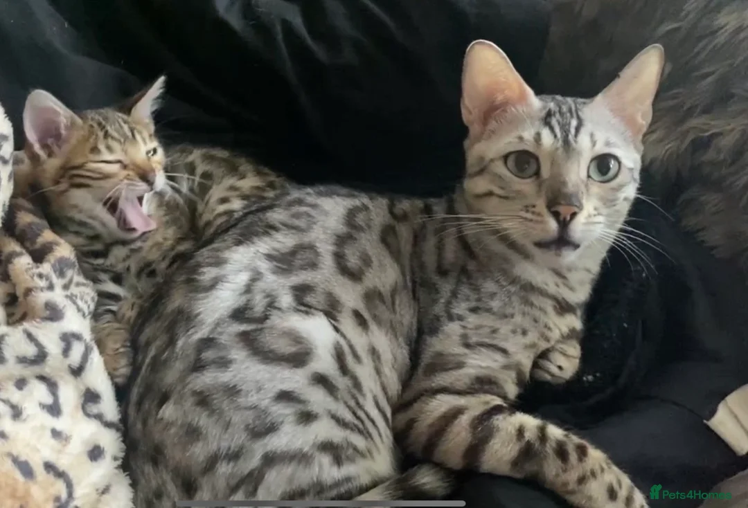 Bengal cats for sale: Retired breeding adults req. purrever pet homes 🐆 - Advert 1