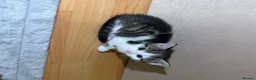 Mixed Breed cats for sale: Tabby kittens - Advert 4