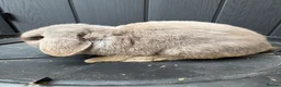 Mini Lop rabbits for sale: Lilac mini lop buck  - Advert 3