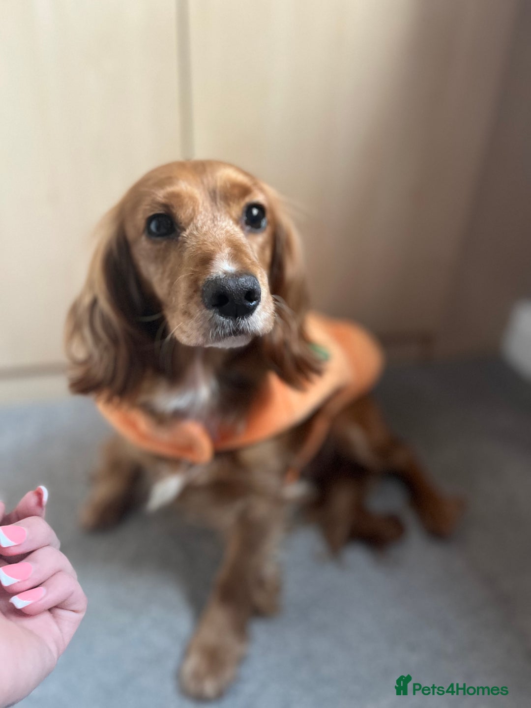 Mixed Breed dogs for sale: Cocker spaniel  - Advert 1