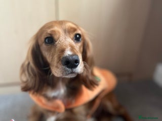 Mixed Breed dogs Cocker spaniel - Advert 4