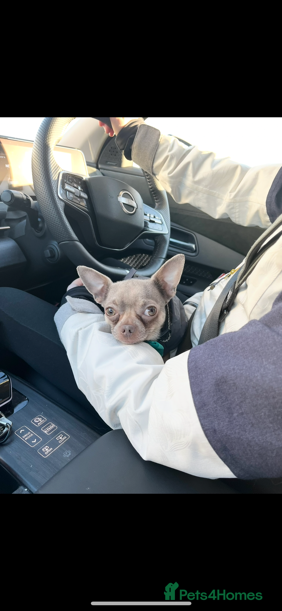 Chihuahua dogs for stud: Proven Lilac KC registered chihuahua for stud  in Liverpool - Image 17
