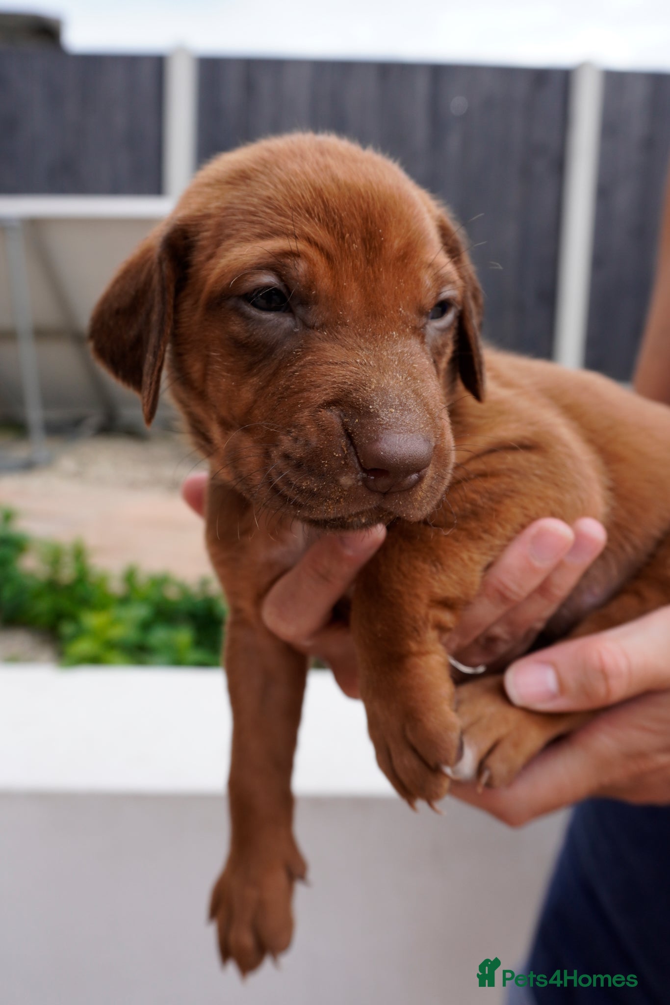 Rhodesian Ridgeback dogs for sale: Stunning litter of KC Rhodesian Ridgeback puppies in Ramsgate - Advert 6