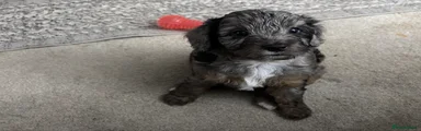 Cavapoo 2