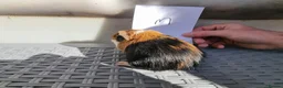 Guinea Pig rodents for sale: Baby Guinea Pigs  in Usk - Advert 3
