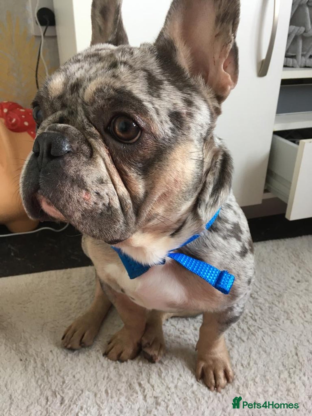 French Bulldog dogs for sale: Beautiful French bulldog - Advert 5