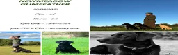 Labrador Retriever dogs for sale: Outstanding KC Reg Health Tested Black Lab Pups - Advert 3
