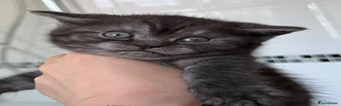 British Shorthair Kitten 5