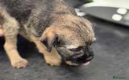 Border Terrier dogs for sale: Border terrier puppies - Image 16