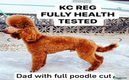 Cavapoo dogs for sale: Real Life Teddy Bears, Cavapoo babies  - Image 18