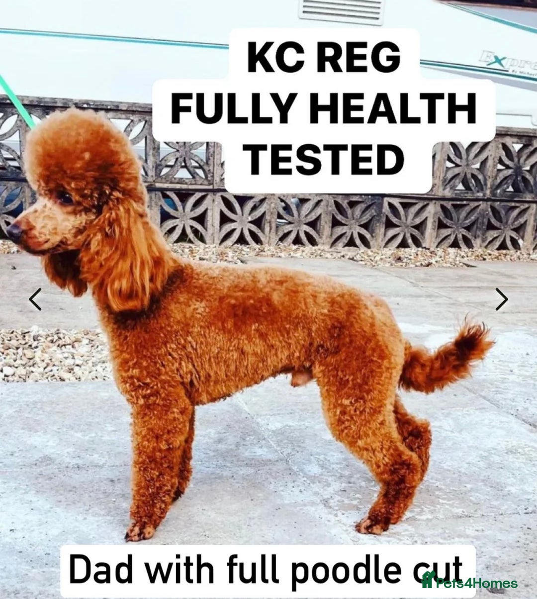 Cavapoo dogs for sale: Real Life Teddy Bears, Cavapoo babies  - Image 18