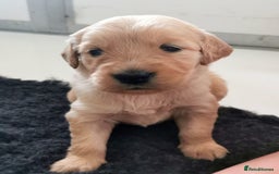 Golden Retriever dogs for sale: Golden Retriever puppies - Image 13