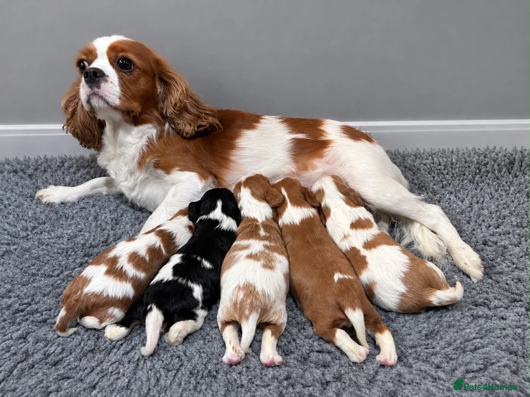 Cavalier King Charles Spaniel dogs for sale: Beautiful KC Reg and Health tested Cavalier Pups - Advert 1